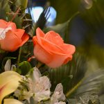 گلدان گل توپی شکل