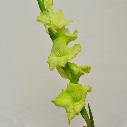 Gladiolus Green
