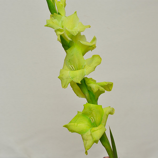 Gladiolus Green Gladiolus Green