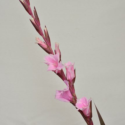 Gladiolus Pink
