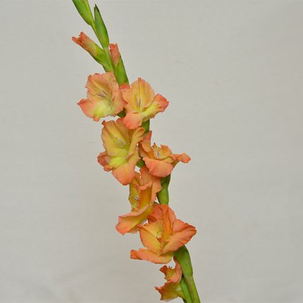 Gladiolus Orange