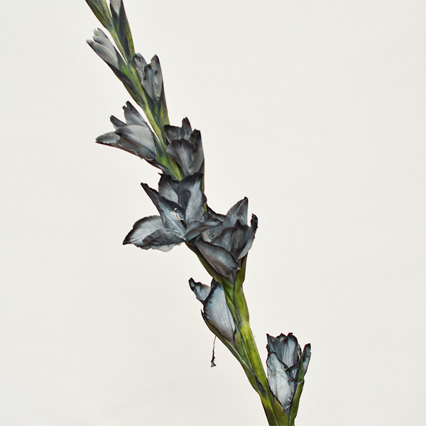 Gladiolus Gray Gladiolus Gray