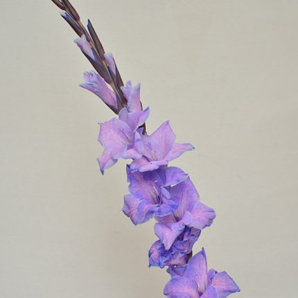 Gladiolus Purple