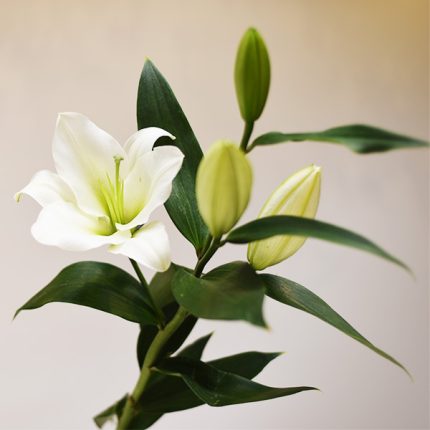 شاخه گل لیلیوم سفید