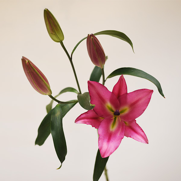 شاخه گل لیلیوم صورتی شاخه گل لیلیوم صورتی