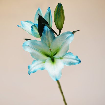 شاخه گل لیلیوم آبی