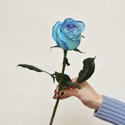 شاخه گل رز آبی