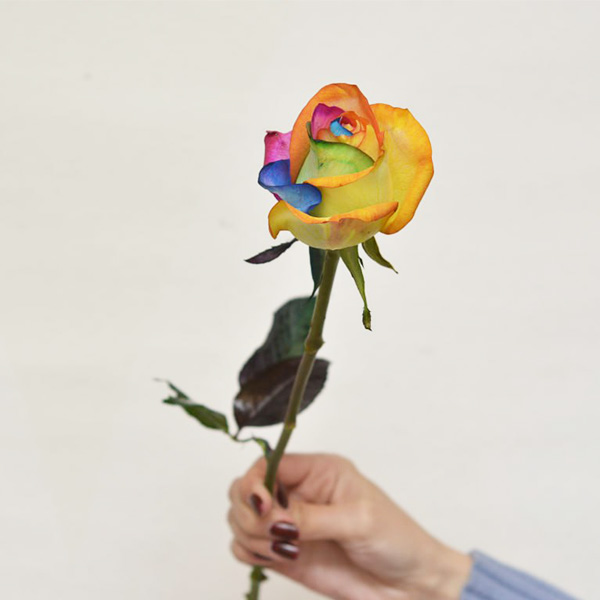 شاخه گل رز هفت رنگ شاخه گل رز هفت رنگ