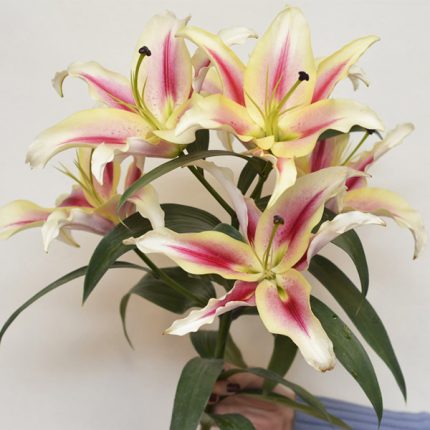 شاخه گل لیلیوم کندی