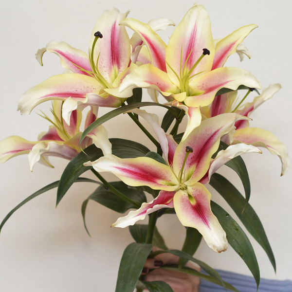 شاخه گل لیلیوم کندی شاخه گل لیلیوم کندی