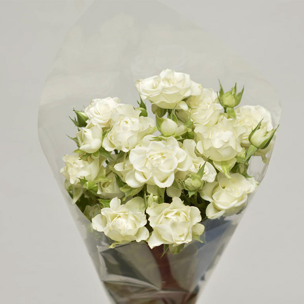 دسته گل رز مینیاتوری سفید دسته گل رز مینیاتوری سفید