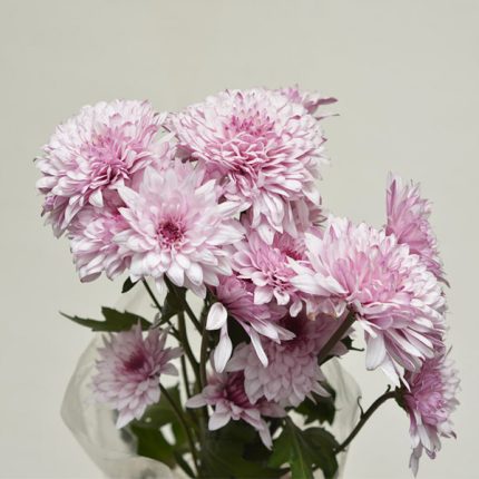 دسته گل داوودی