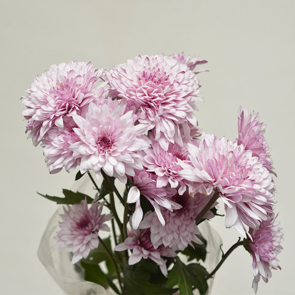 دسته گل داوودی دسته گل داوودی